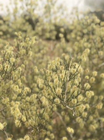 بذور الارطى Calligonum Comosum