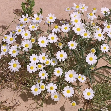 بذور الأقحوان البرية anthemis deserti