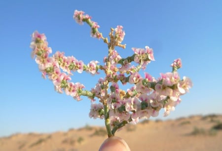 بذور الرمث, Haloxylon Salicornicum
