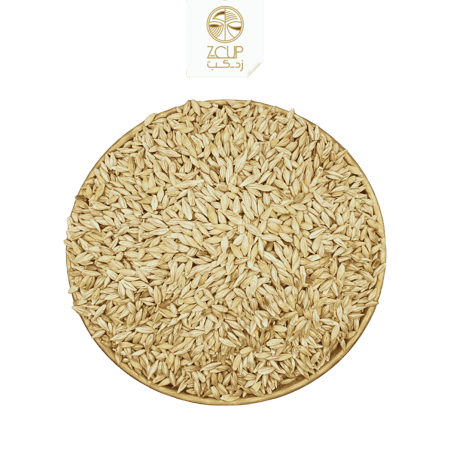 حب شعير بلدي