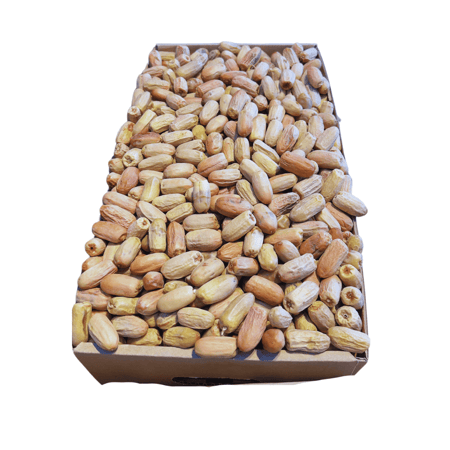 تمر قصب كسب لبانه بالكيلو