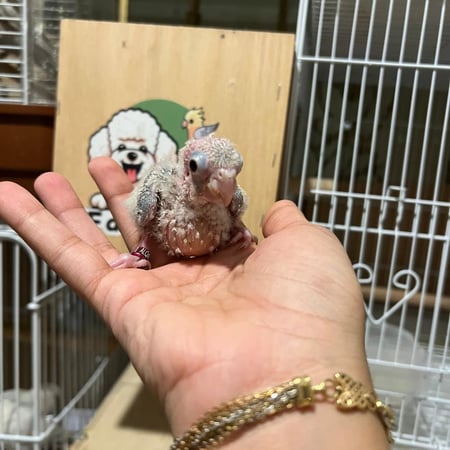 فرخ كنيور سنامون بلو