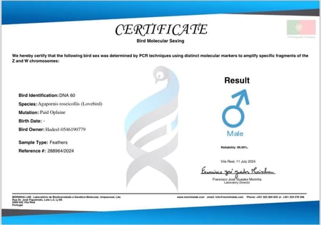 روز "باليد اوب لاين ابرق" ذكر محلل