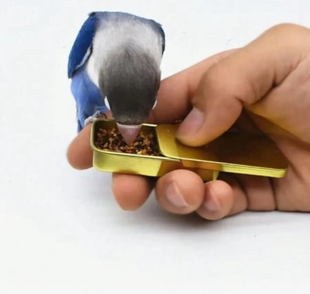 وعاء طعام للتدريب بلون ذهبي للطيور، مغذي يدوي للببغاوات، مناسب للطيور، الغربان، والحيوانات الأليفة الأخرى