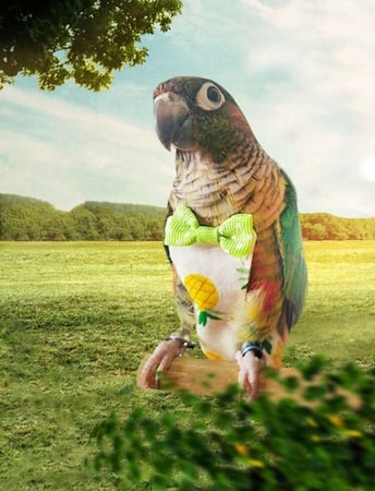 (مقاس L ) قطعه واحده حفاظ طائر بنقش عشوائي من الأزهار والأناناس، قطعة واحدة، مستلزمات الطيور، بنطلونات فيزيولوجية للطيور، حفاظات للطيور، بدلات طيران للحمام والببغاوات، مريحة، قابلة للتنفس، لطيفة