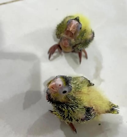 فرخ كروان نورمال