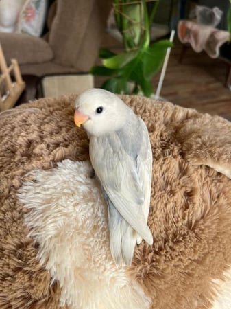 روز "باليد اوب لاين ابرق" ذكر محلل