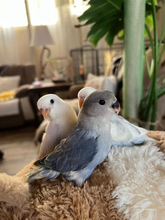 فرخ روز "فاليوت بلو" محلل DNA انثى