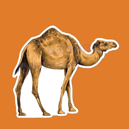 ستيكرز ناقه | جمل
