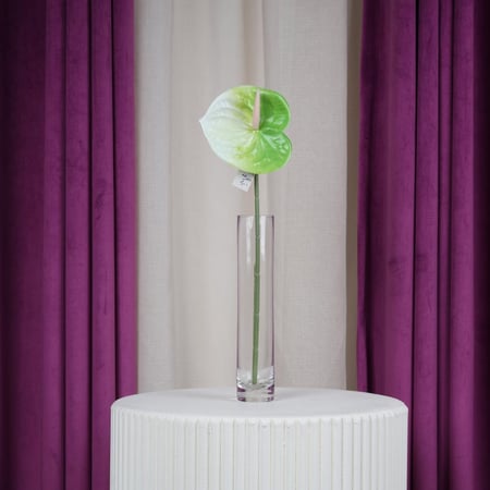 ورد انثوريوم أخضر على أبيض