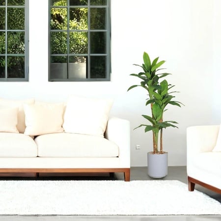 شجر ورق موز 3 فرع حوض بلاستيك 210 سم