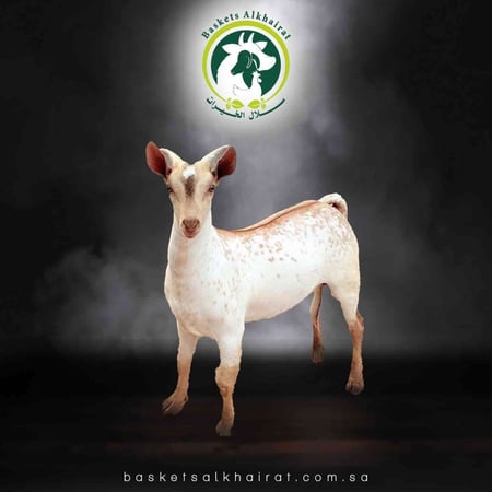 تيس بلدي كبير