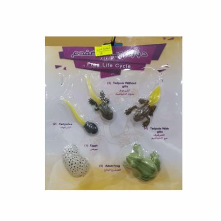دورة حياة الضفدع