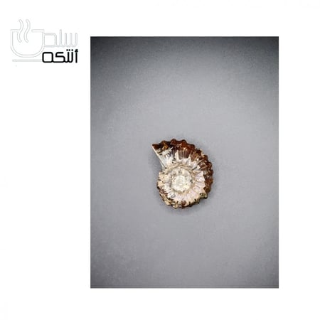 احفورة الامونيت  طبيعي