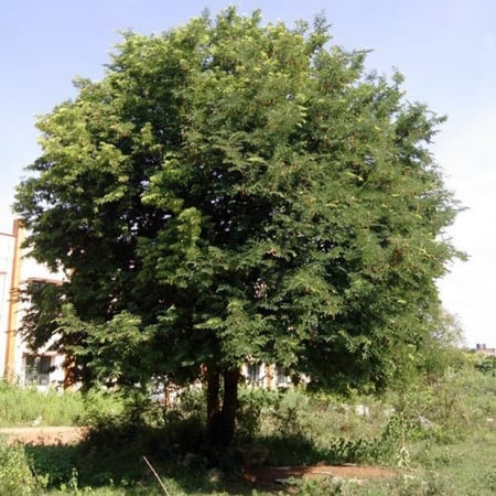 بذور شجرة التمر الهندي