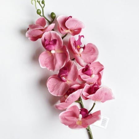 ورد اوركيد شبه الطبيعي وردي