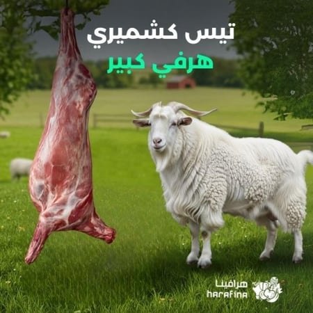 تيس كشميري هرفي كبير