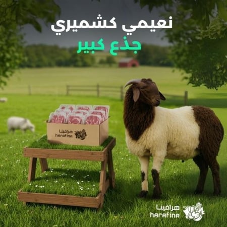 نعيمي كشميري جذع