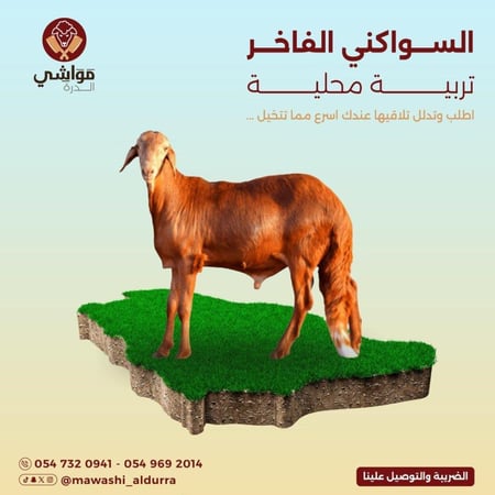 السواكني الفاخر ( 30 كيلو )