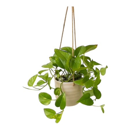 نبتة بوتس علاقي متسلقة مبرقشة طويلة PHOTOS