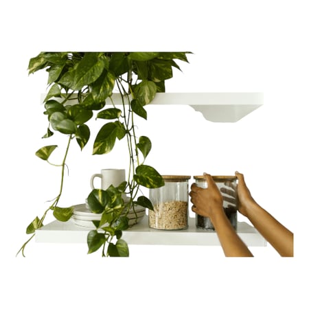 نبتة بوتس علاقي متسلقة مبرقشة طويلة PHOTOS