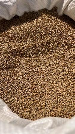 دخن بلدي عضوي 100٪ - نص كيلو محموس جاهز