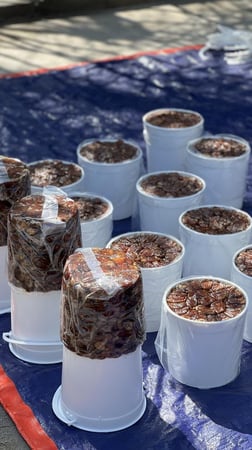 برني العيص مكنوز رقم 1 فاخر K2