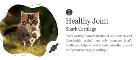 ناتشورال كيتي طعام جاف خالي من الحبوب مع طعام مجفف بالتجميد نكهة الدجاج و ديك رومي ١.٨ كيلو