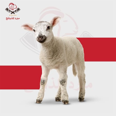 طلي روماني صغير مبرد من9 إلي 10 كيلو