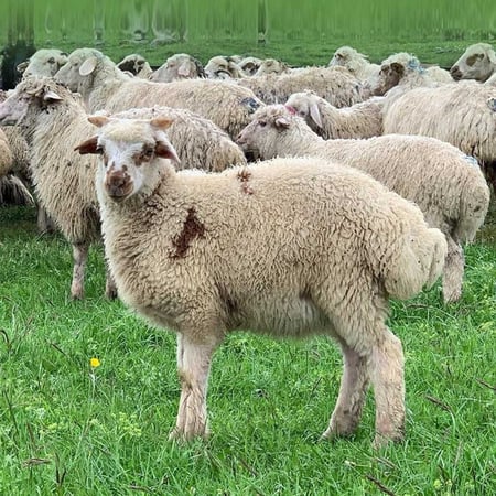 نصف خروف نعيمي جورجي من 4 الى 6 كيلو