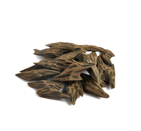 عود تايقر  محسن درجة اولى  اوقيةً