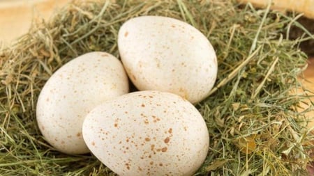 سلة بيض رومي بلدي 6 حبات