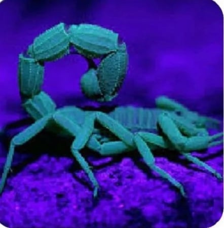 كشاف عقارب (شحن)