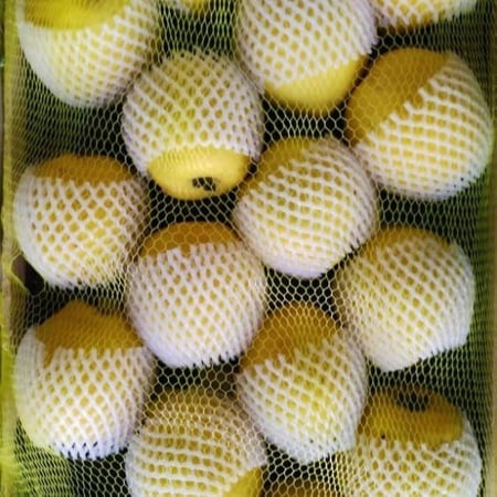 سفرجل تركي صندوق