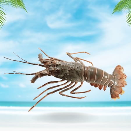 إستاكوزا لوبستر نصف كيلو