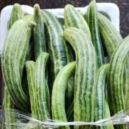 قثاء طروح بلدي فلين