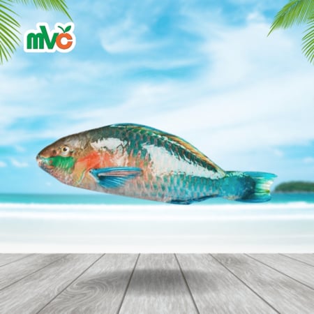 سمكة الببغاء