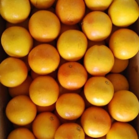 جريب فروت كرتون