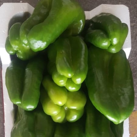 فلفل بارد أخضر بلدي فلين