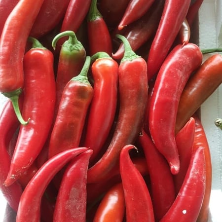 فلفل حار أحمر فلين