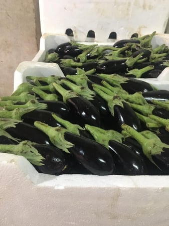 باذنجان محشي سوري اسود-فلين