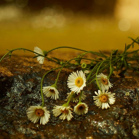 قوتشي ميموار دو اون اودير - 100 مل