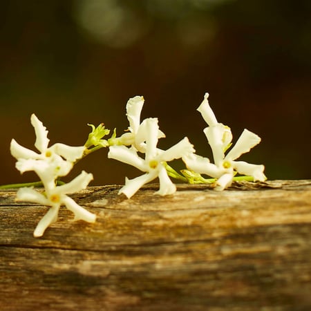 قوتشي ميموار دو اون اودير - 100 مل