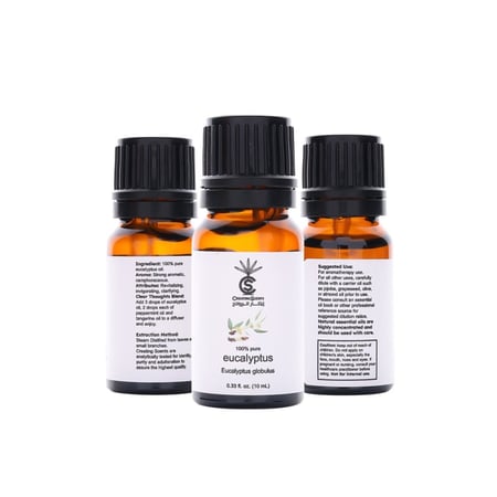 الأوكالبتوس (الكافور)