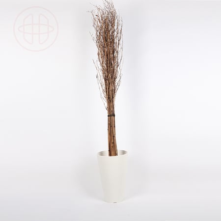 غصين طبيعي مجفف مع فروع لولبية طويلة - لون بني