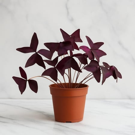 أوكساليس بنفسجي (نبتة الفراشة)