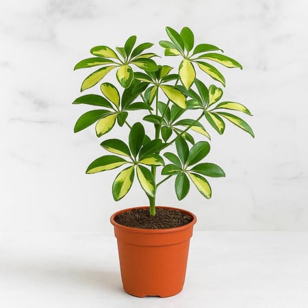 شيلفيرا مبرقشة- حجم صغير