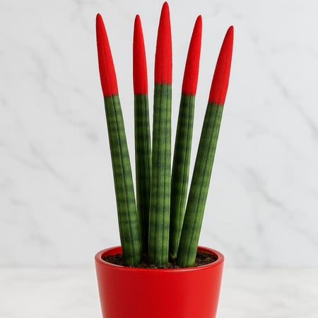 صبار الرمح الافريقي - احمر