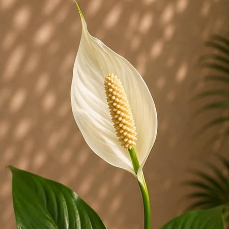 الاشرعة البيضاء