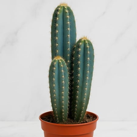 صبار اصابع  - حجم صغير